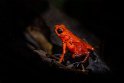 004 Tortuguero, aardbeikikker